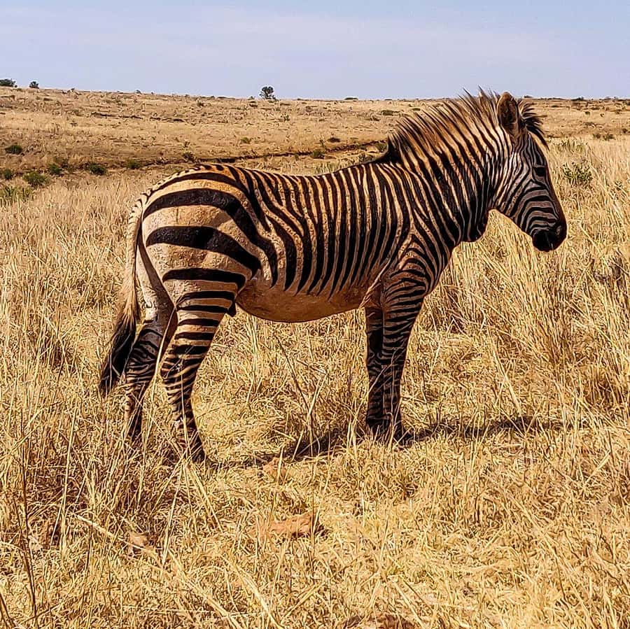 Johannesburg: Rhino and Lion Nature Reserve Safari - What makes the reserve visit worthwhile