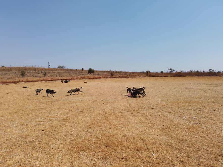 Johannesburg: Rhino and Lion Nature Reserve Safari - Souvenir time after the animals