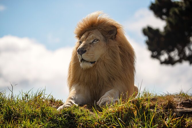 Jukani Wildlife Sanctuary Admission with Guided Tour - Meeting the lions, tigers, leopards, and jaguars