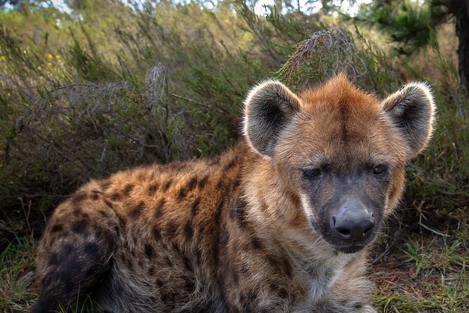 Jukani Wildlife Sanctuary Admission with Guided Tour - Smaller predators and South African animals