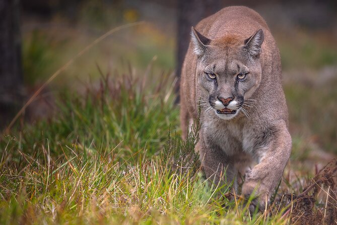 Jukani Wildlife Sanctuary Admission with Guided Tour - Choosing the right time of day