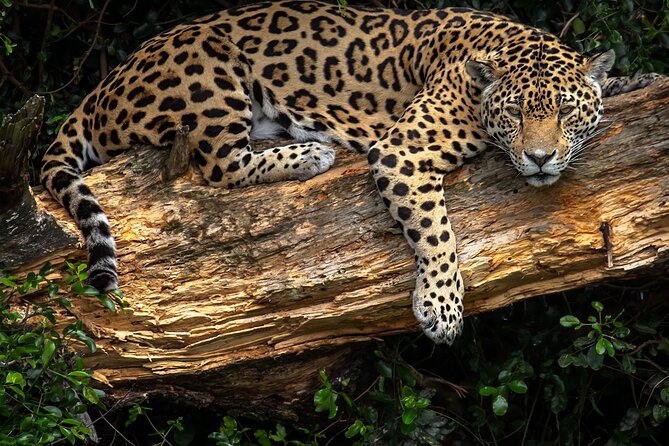 Jukani Wildlife Sanctuary Admission with Guided Tour - Is the $24.73 admission good value?