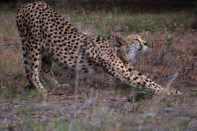 Jukani Wildlife Sanctuary Admission with Guided Tour - Practical planning for families and photographers