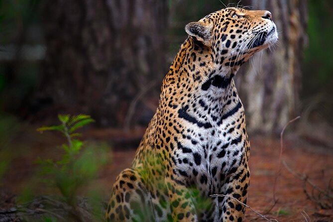 Jukani Wildlife Sanctuary Admission with Guided Tour - Getting there and handling the booking