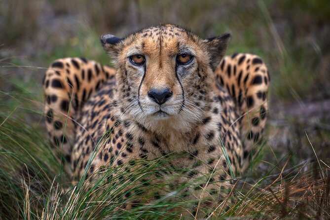 Jukani Wildlife Sanctuary Admission with Guided Tour - Why the guide makes a difference