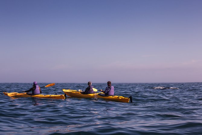 Kayak Chapman's Peak and Karbonkelberg in Hout Bay - What the price includes, and what you still need