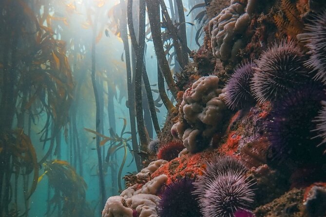 Kelp Forest Snorkeling in Cape Town - Why Cape Town’s kelp forest is worth your time