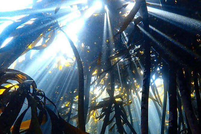 Kelp Forest Snorkeling in Cape Town - Getting comfortable in the water