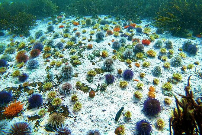 Kelp Forest Snorkeling in Cape Town - Looking for octopus, sharks, and small sea life