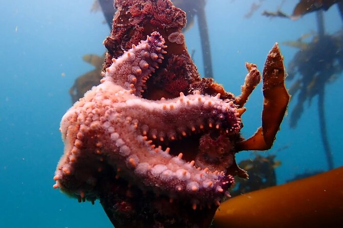Kelp Forest Snorkeling in Cape Town - Who should book this Cape Town snorkeling trip?