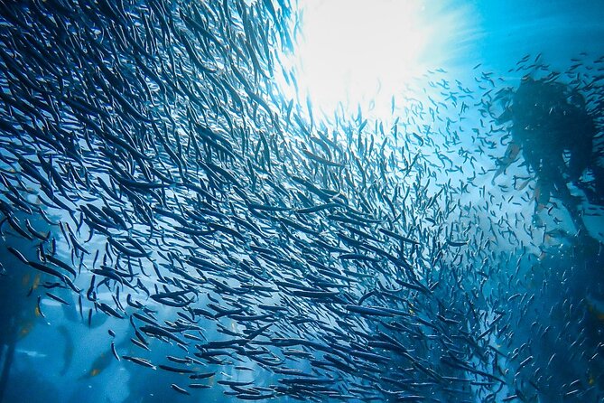 Kelp Forest Snorkeling in Cape Town - Starting in Muizenberg with a proper briefing
