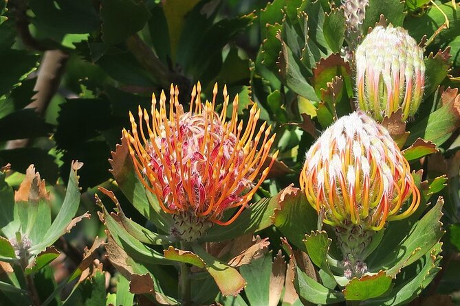 Kirstenbosch Botanical Gardens and Constantia Wine Tasting Tour. - Two Cape Town highlights in one long day