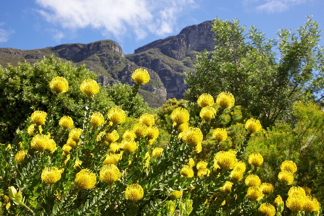 Kirstenbosch Garden, Bo-Kaap-Penguins & Cape of Good Hope Tour - Kirstenbosch brings plants and history together