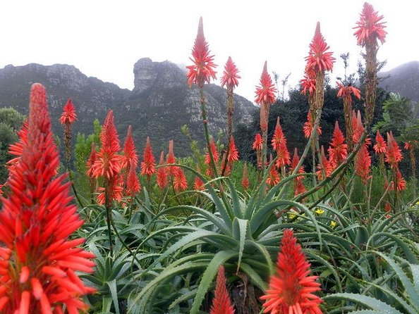 Kirstenbosch National Botanical Gardens: A Self-guided Audio Tour - Key points before you go