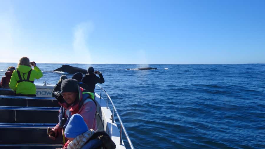 Knysna: Close Encounter Whale Watching Tour by Boat - Should you book the Knysna whale tour?