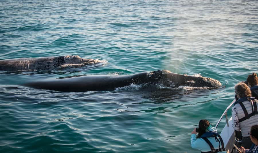 Knysna: Close Encounter Whale Watching Tour by Boat - Starting at Thesen Harbour Town