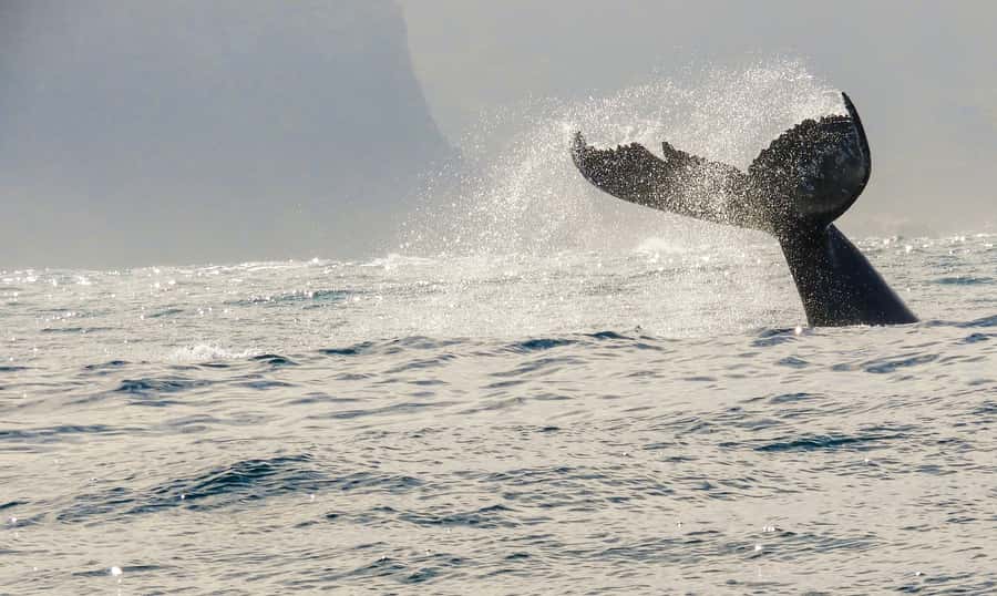 Knysna: Close Encounter Whale Watching Tour by Boat - The whales and marine life you might see