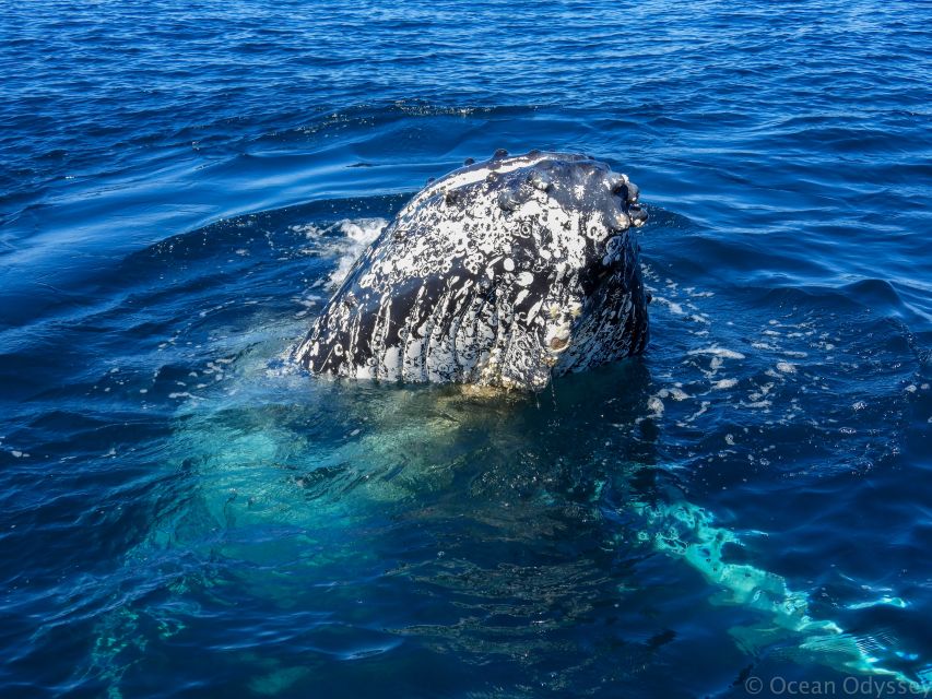 Knysna: Close Encounter Whale Watching Tour by Boat - Weather cancellations are part of responsible whale watching