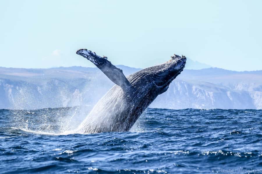 Knysna: Close Encounter Whale Watching Tour by Boat - Who will enjoy this most?