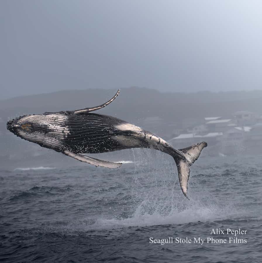 Knysna: Close Encounter Whale Watching Tour by Boat - The first 2 hours: lagoon, heads, and open sea