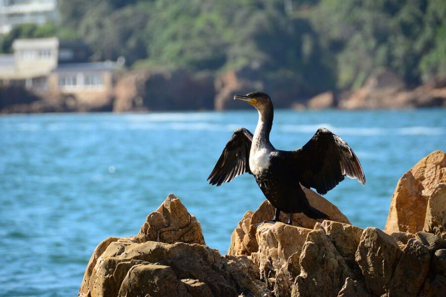Knysna Heads and Estuary Adventure - The first stretch across the estuary