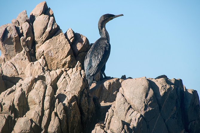 Knysna Heads & Lagoon Adventure Tour - Starting at Thesen Island Harbour
