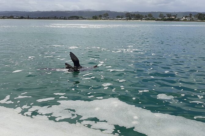 Knysna Lagoon Boat Cruises - Choosing the Best Departure Time