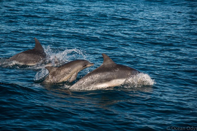Knysna Marine Life & Garden Route Coastline Experience - Passing through the Knysna Heads