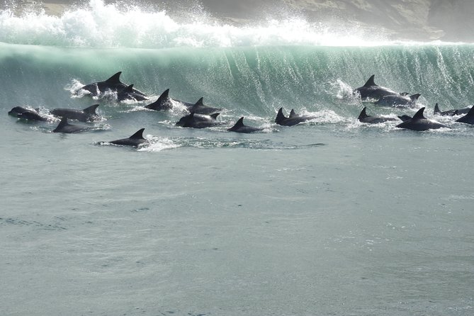 Knysna Marine Life & Garden Route Coastline Experience - Looking for dolphins, whales, seals, and seabirds