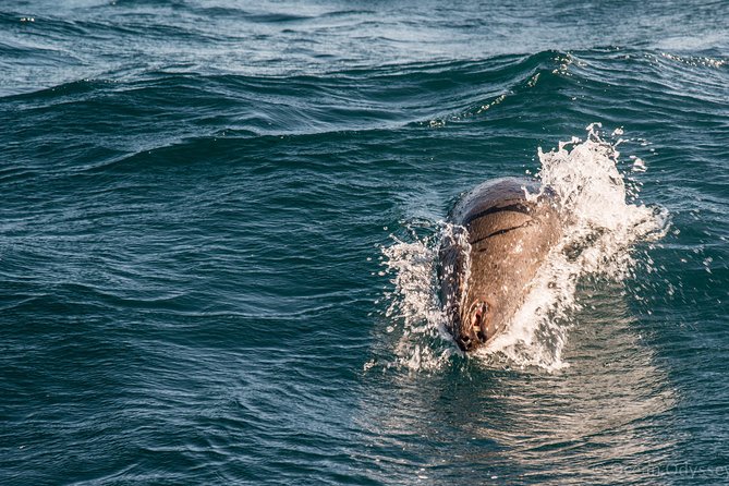 Knysna Marine Life & Garden Route Coastline Experience - The ride: exciting for some, uncomfortable for others