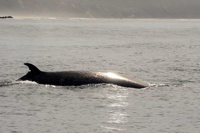 Knysna Marine Life & Garden Route Coastline Experience - Weather, minimum numbers, and cancellation rules