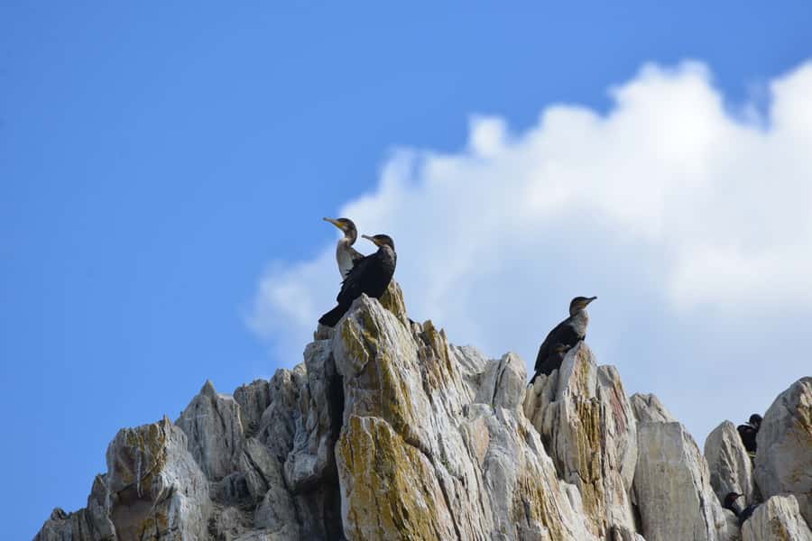 Knysna: Marine Life & Garden Route Coastline Tour - The Knysna Heads From the Water