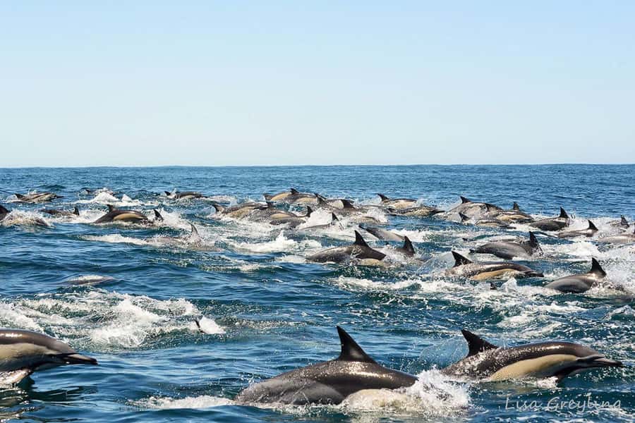 Knysna: Marine Life & Garden Route Coastline Tour - Beyond the Heads Into the Indian Ocean