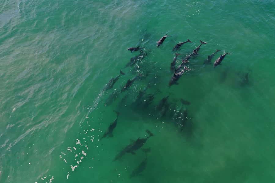 Knysna: Marine Life & Garden Route Coastline Tour - Is $5 Good Value?