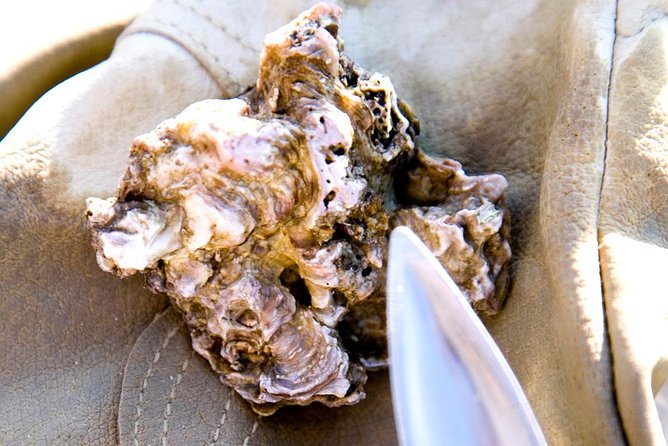 Knysna Oyster Tour - Group size, timing, and who should go