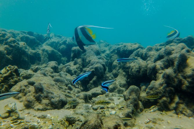 Kosi Bay Mouth Experience - Kayaking, Snorkeling, Fish Trap Tour and Fish braai - What the guides add to the day
