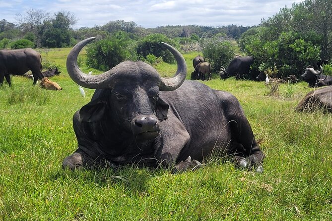 Kragga Kamma Game Drive and Scenic Coastal Tour in Port Elizabeth - Key points to know before booking