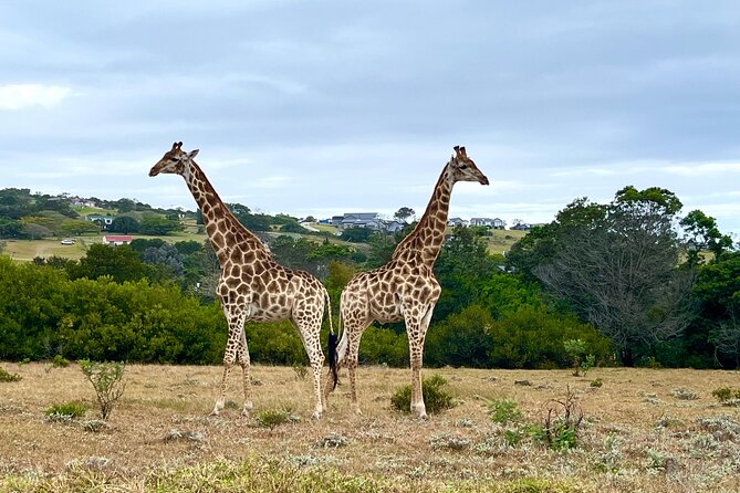 Kragga Kamma Game Drive and Scenic Coastal Tour in Port Elizabeth - Three hours among Kragga Kamma’s wildlife