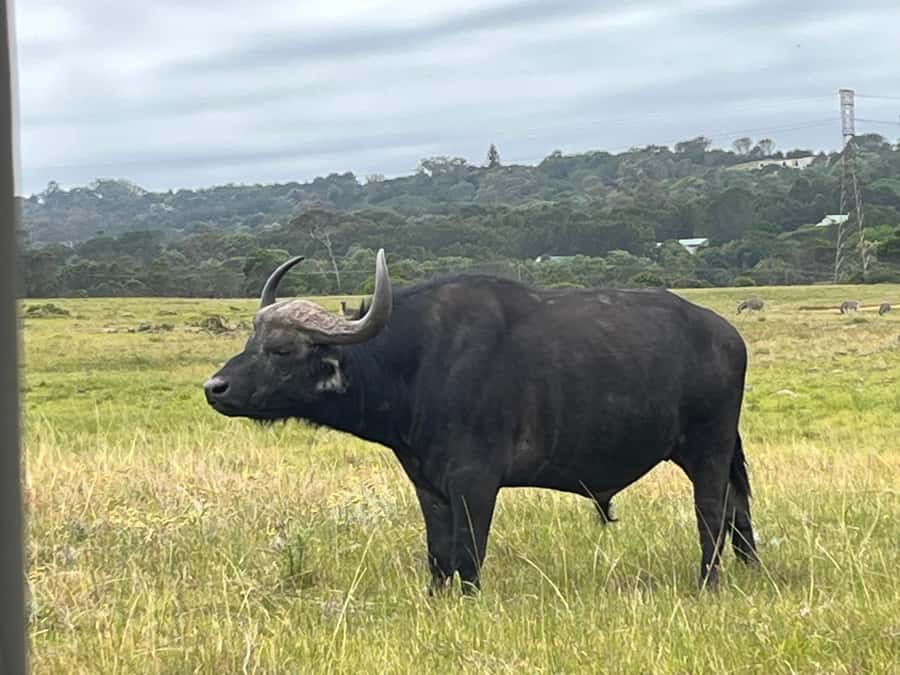 KRAGGA KAMMA GAME PARK - Key Things To Know Before You Go