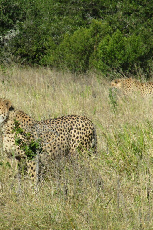 Kragga Kamma Game Park - Tips for a Smoother Morning