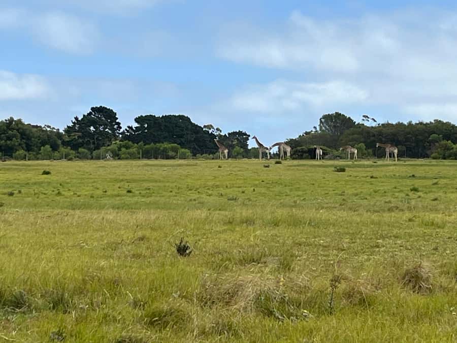 KRAGGA KAMMA GAME PARK - Why Kragga Kamma Works For A Short Safari