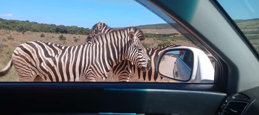 KRAGGA KAMMA GAME PARK - Inside The Park: Coastal Forest And Open Grassland