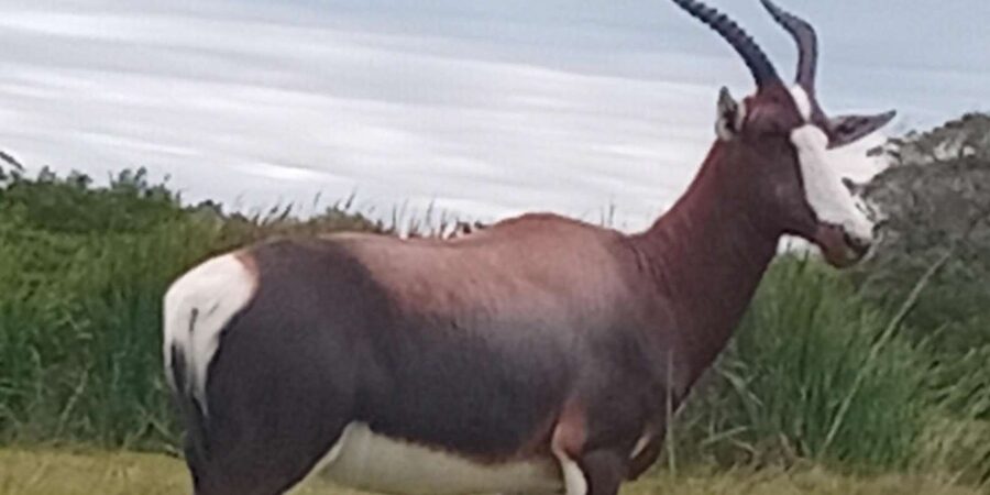 Kragga Kamma Game Park - Snacks Are Included, but Plan for Lunch