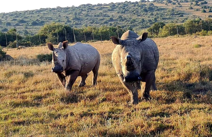 Kragga Kamma Game Park - How Much Value Do You Get for $121?