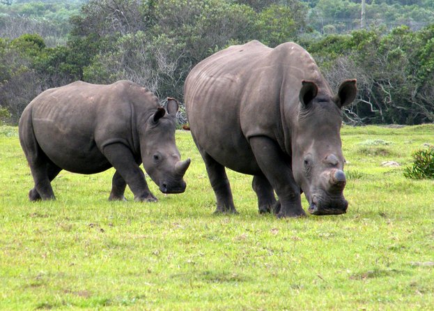 Kragga Kamma Game Park from Port Elizabeth - Key points to know before you book