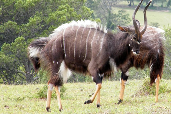 Kragga Kamma Game Park from Port Elizabeth - Why Kragga Kamma works for a short Port Elizabeth visit