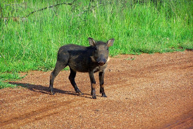 Kragga Kamma Game Park from Port Elizabeth - Inside Kragga Kamma Game Park for two hours