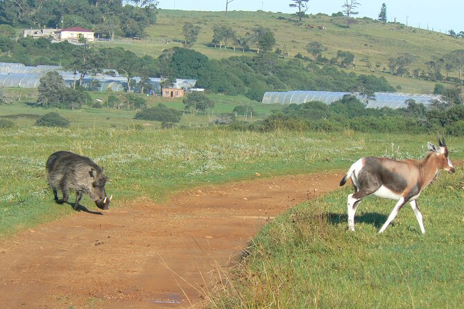 Kragga Kamma Game Park from Port Elizabeth - The guides make the biggest difference
