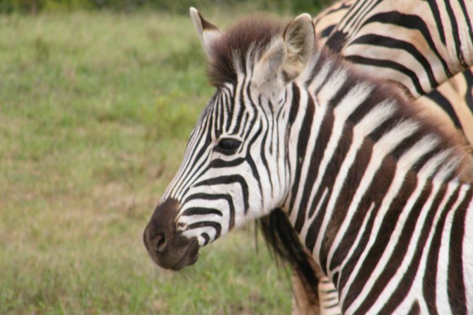 Kragga Kamma Game Park from Port Elizabeth - Why a cruise passenger may find this a good fit