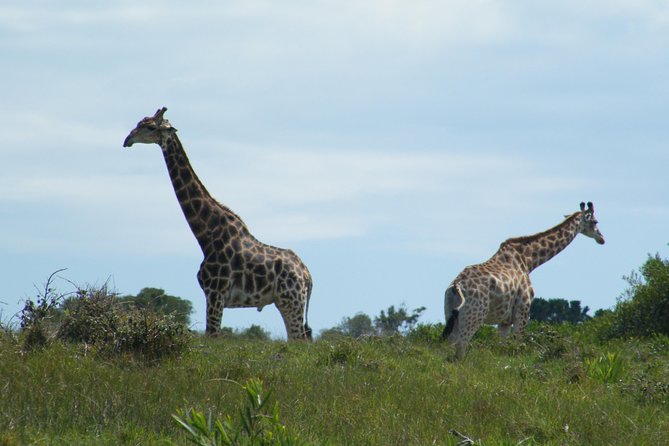Kragga Kamma Game Park from Port Elizabeth - Food, timing, and what to bring